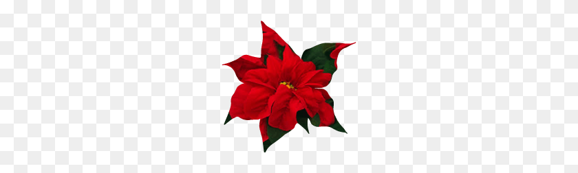 196x192 Inch Poinsettia, Winter Rose Early Red - Poinsettia PNG