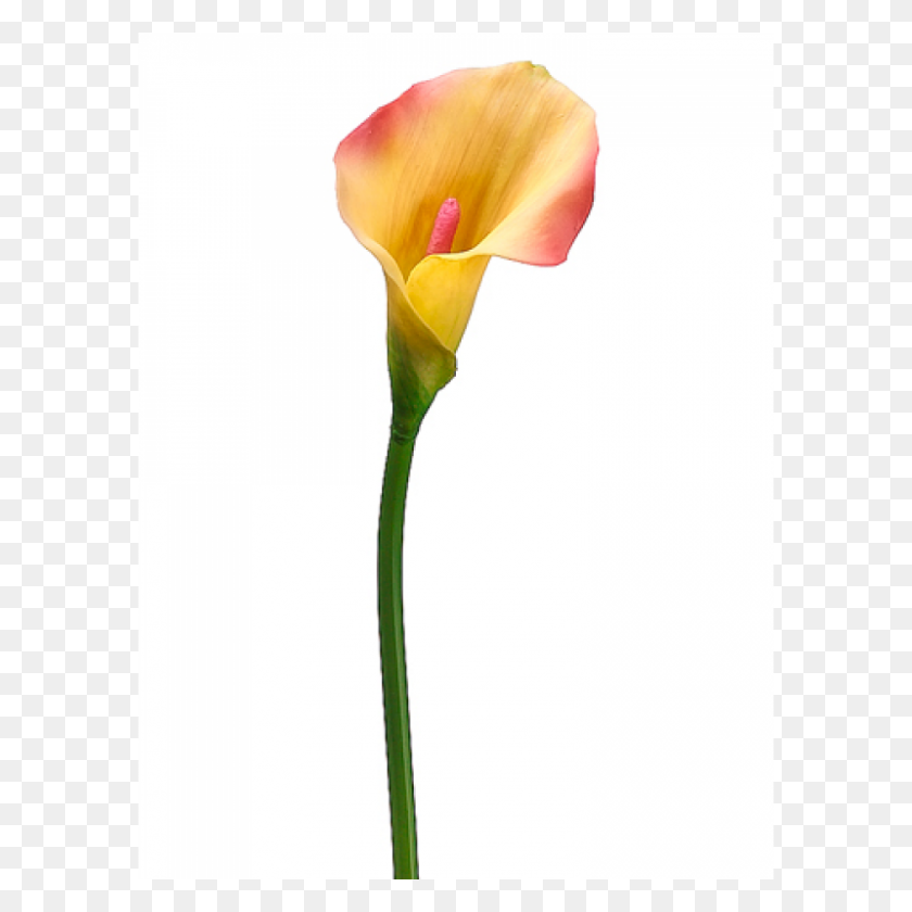 800x800 Inch Pvc Calla Lily Stem Pink Yellow - Calla Lily PNG