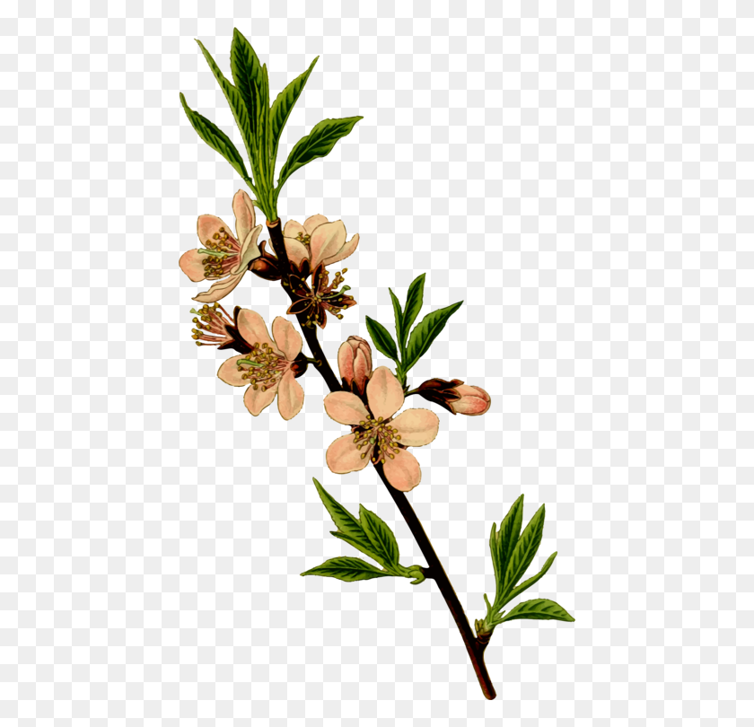 442x750 Indian Almond Tree Blossom Cherry - Cherry Tree Clipart