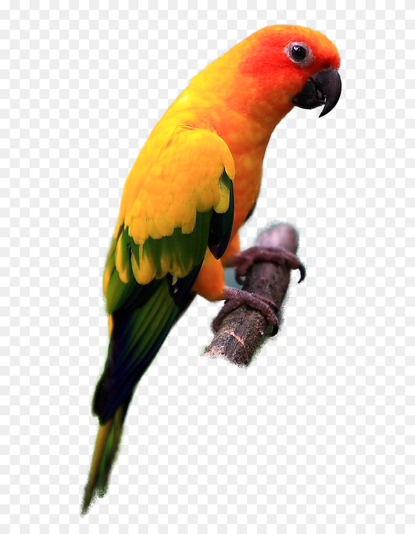 592x1020 Indian Parrot Png Images Free Download - Parrot PNG