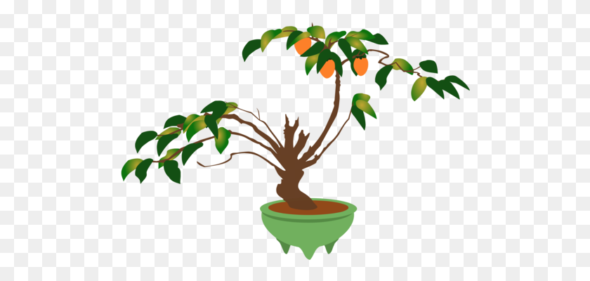 499x340 Indoor Bonsai Tree Light Weeping Fig - Fig Tree Clipart
