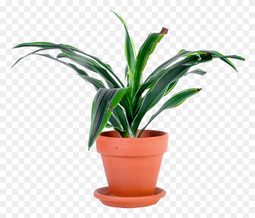 1900x1600 Information About Potted Plants Png - Potted Plant PNG