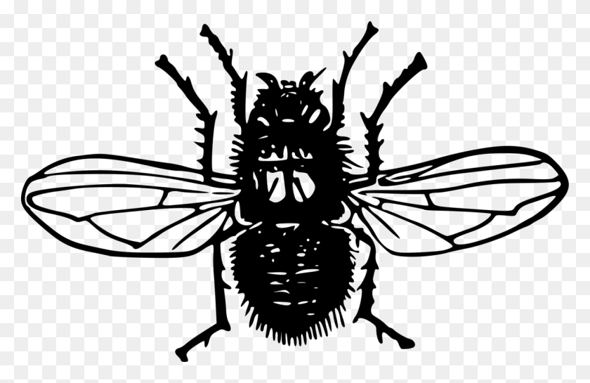 1206x750 Insect Bald Faced Hornet Bee Wasp - Wasp Clipart