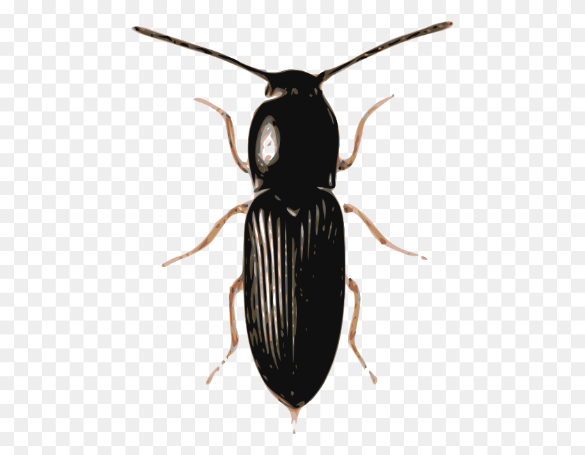 462x593 Insect Beetle Cardiophorus Clip Art - Bug Clipart