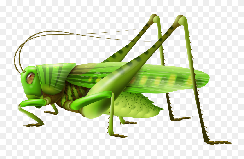 8000x5031 Insect Clip Art Library Free Download On Unixtitan - Free Insect Clipart