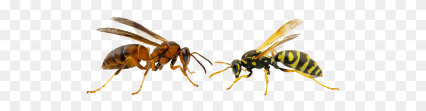 500x160 Insect Control Pittsburgh, Pa Bee Wasp Removal Extermination - Wasp PNG