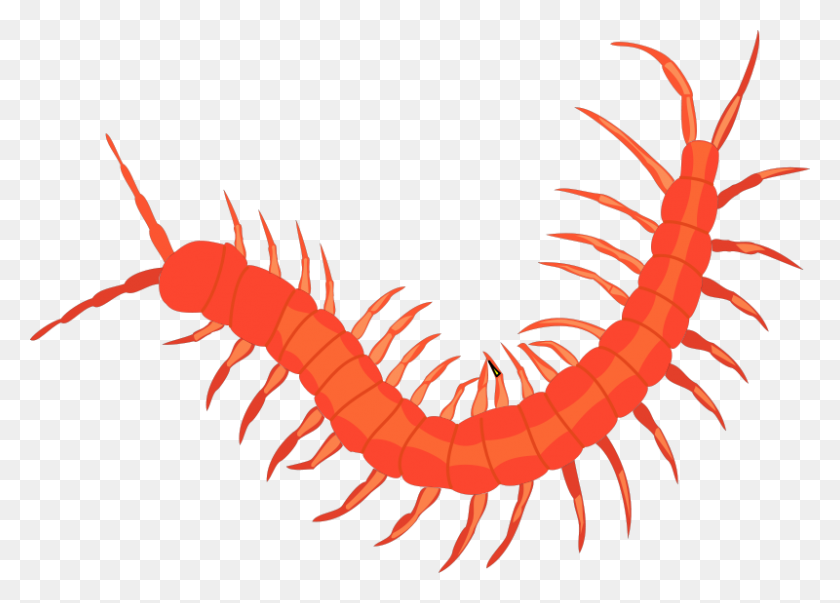 800x557 Insect Free Vector - Krill Clipart