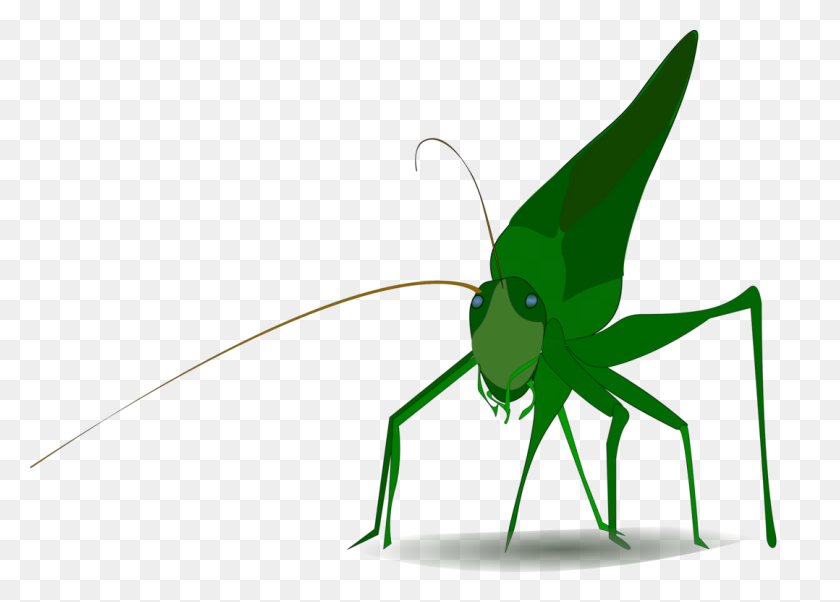 1078x750 Insect Grasshopper Cricket Cartoon Drawing - Cricket Insect Clipart