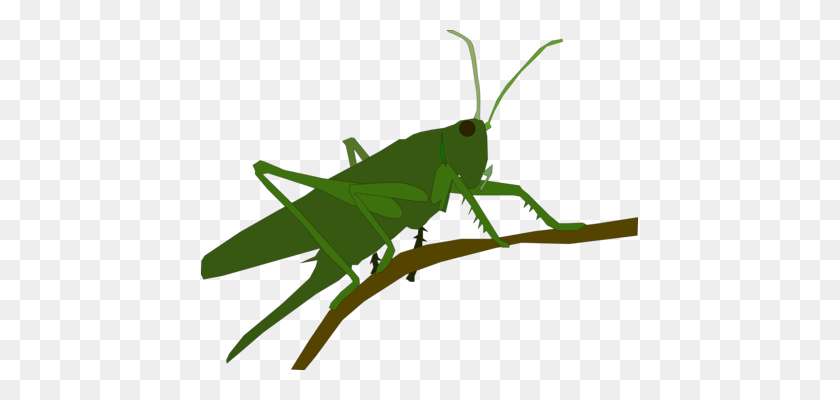 437x340 Insect Grasshopper Locust Caelifera Cartoon - Locust Clipart