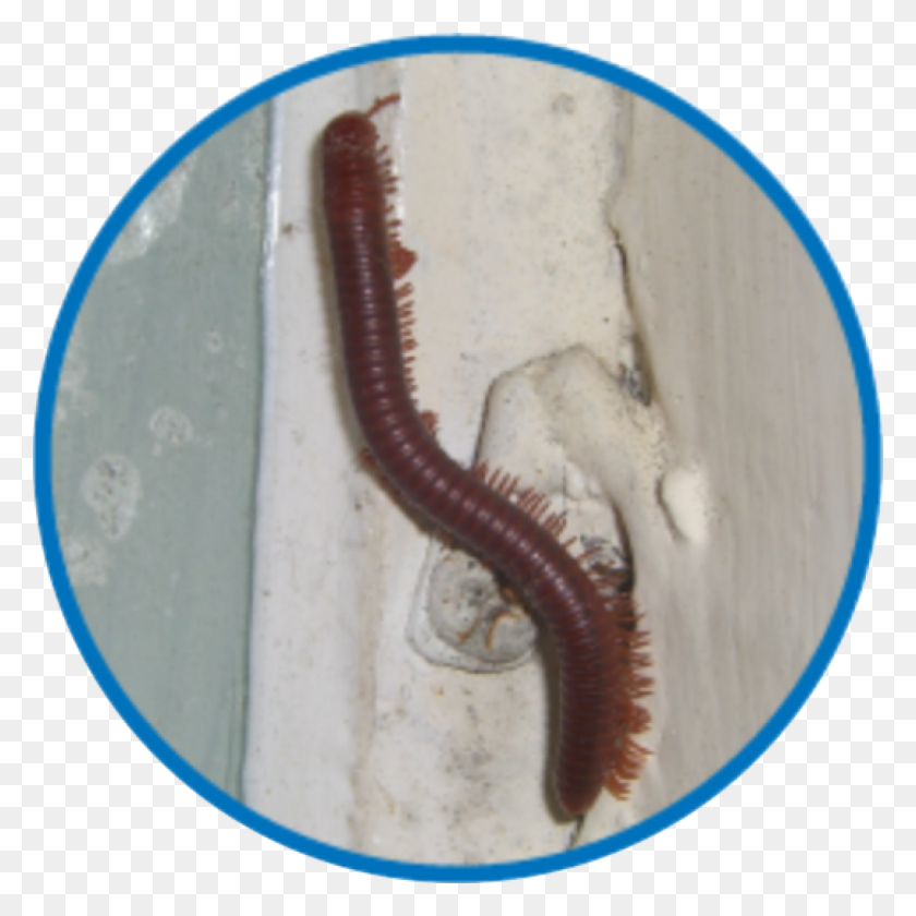 1024x1024 Insect Library - Centipede PNG