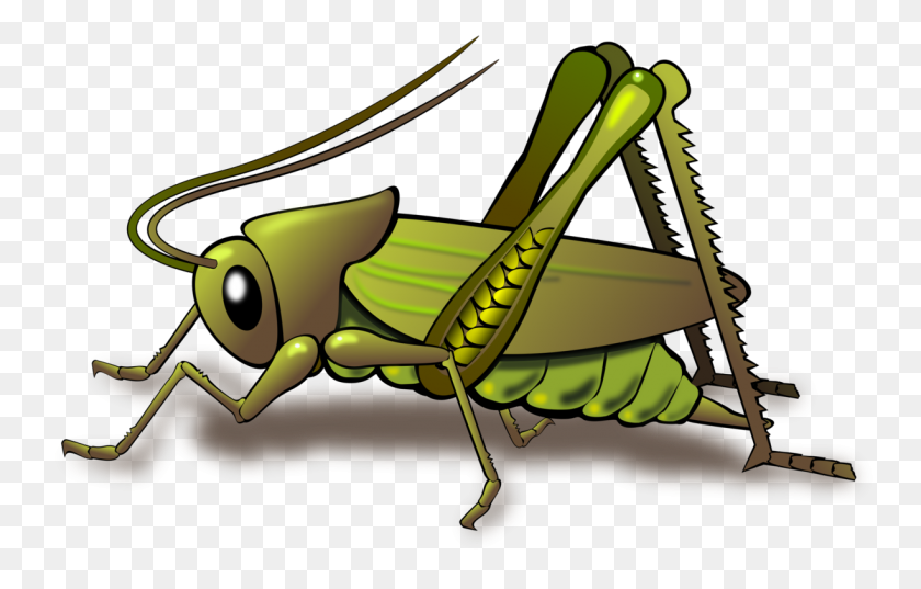 1224x750 Insect Papua New Guinea National Cricket Team Grasshopper Field - Free Insect Clipart
