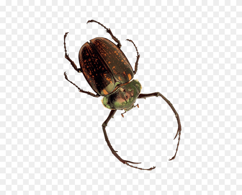 480x615 Insect Png - Beetle PNG