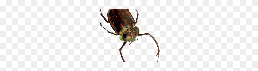 228x171 Insect Png - Insect PNG