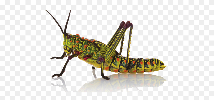 500x335 Insect Png Hd - Insect PNG