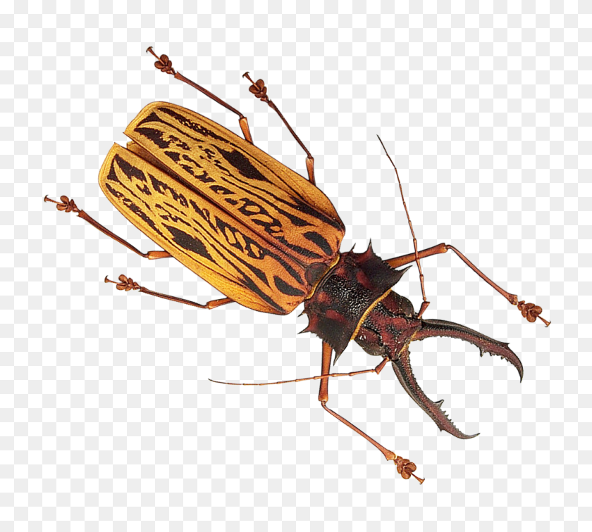 1020x911 Insect Png Image - Insect PNG