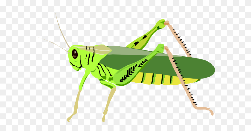 600x379 Insectos Png / Insectos Png