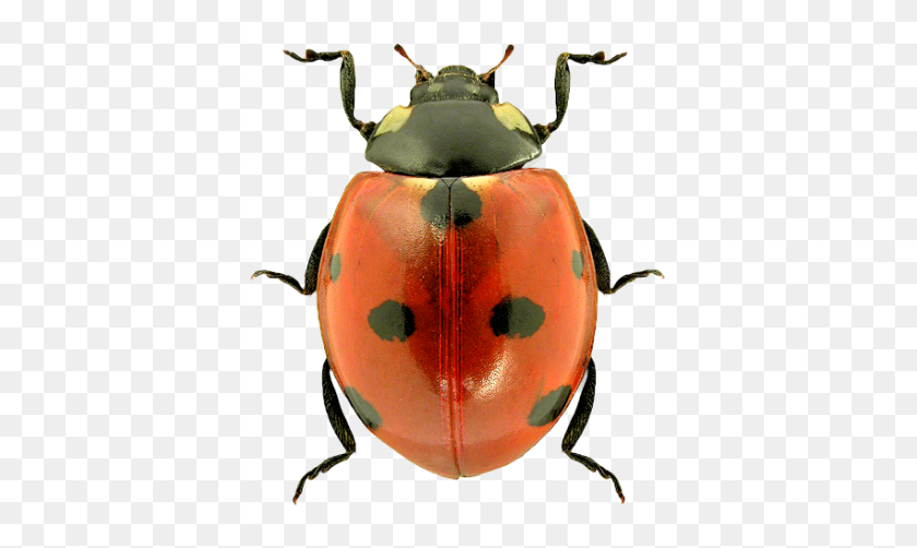 400x442 Insect Png Transparent Images - Insect PNG