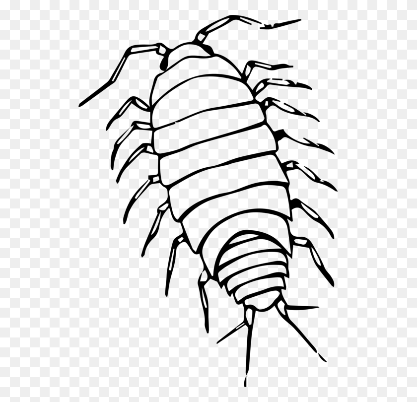 523x750 Insect Roly Poly Pill Bugs Giant Isopod Computer Icons Free - Roly Poly Clipart