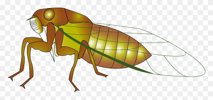1748x750 Insect The Cicada Cicadidae True Bugs Drawing - Cicada Clipart