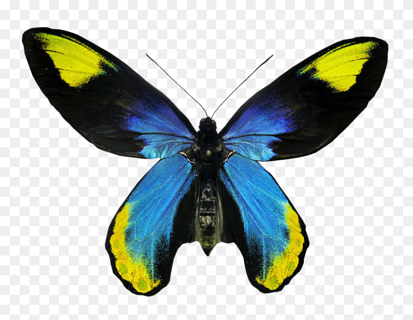 800x607 Insectos Bichos Imágenes Png Gratis - Mariposa Real Png
