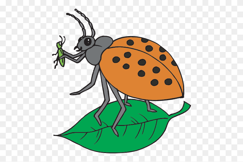 480x501 Insects Facts - Love Bug Clip Art