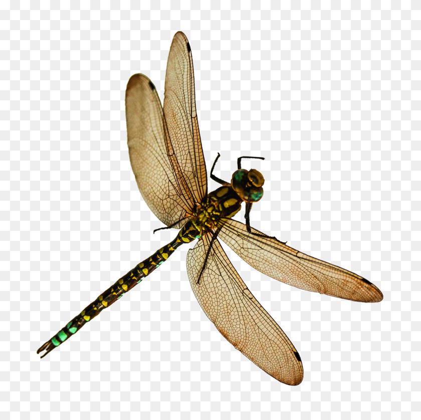 1500x1495 Insectos Png Images - Insectos Png