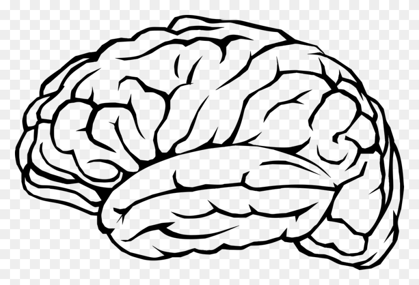 960x631 Интеллектуальный Клипарт Человеческий Мозг - Бесплатный Мозг Клипарт