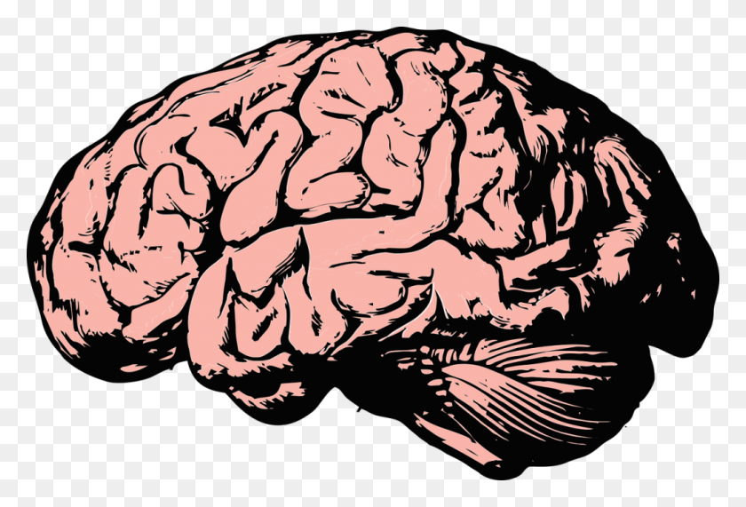 1024x672 Intelligent Clipart Human Brain - Human Brain PNG