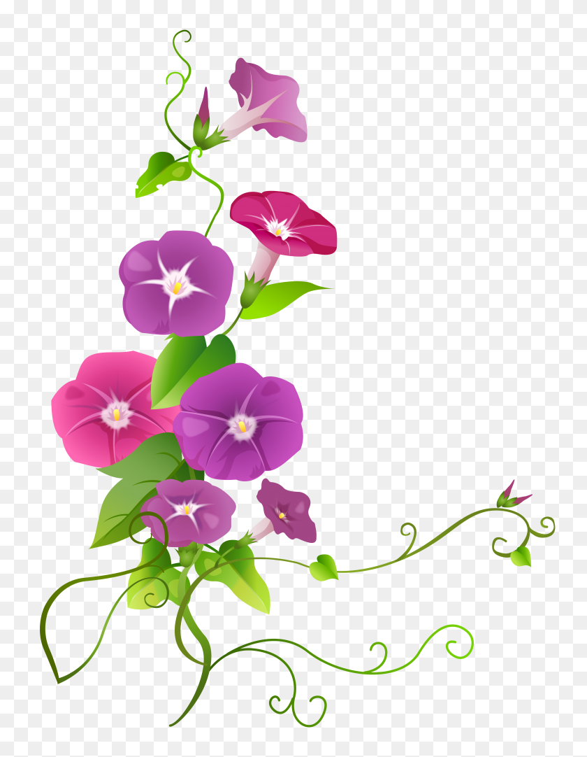 5448x7143 Ipomoea Flower Transparent Png Clip Art Gallery - Transparent Flower Clipart