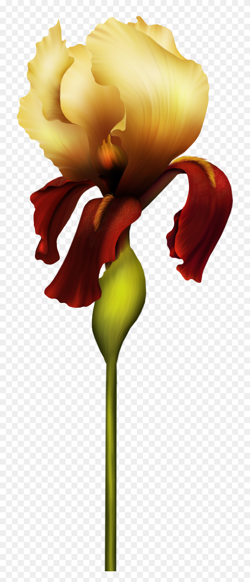728x1894 Iris Flower Png Clipart - Gold Flower PNG