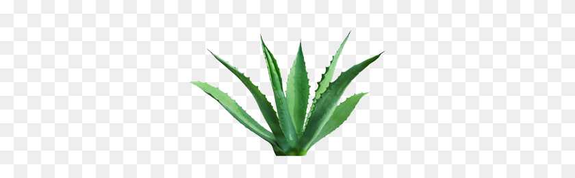 300x200 Is Agave Better Than Honey - Agave PNG