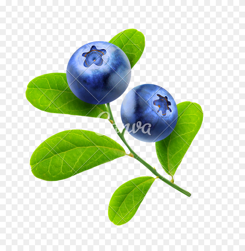 768x800 Isolated Blueberries Branch - Blueberries PNG