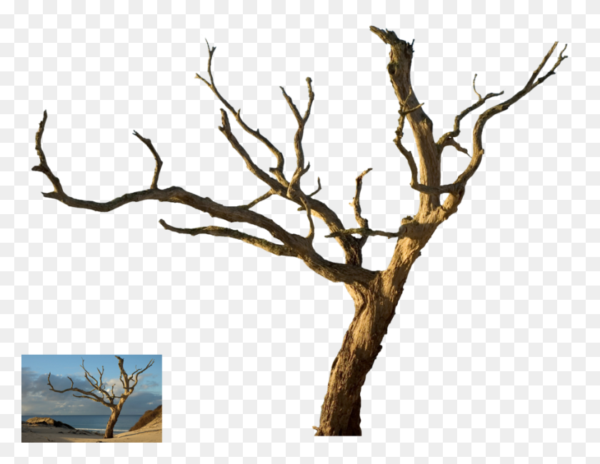 900x681 Изолированные Мертвое Дерево - Мертвое Растение Клипарт