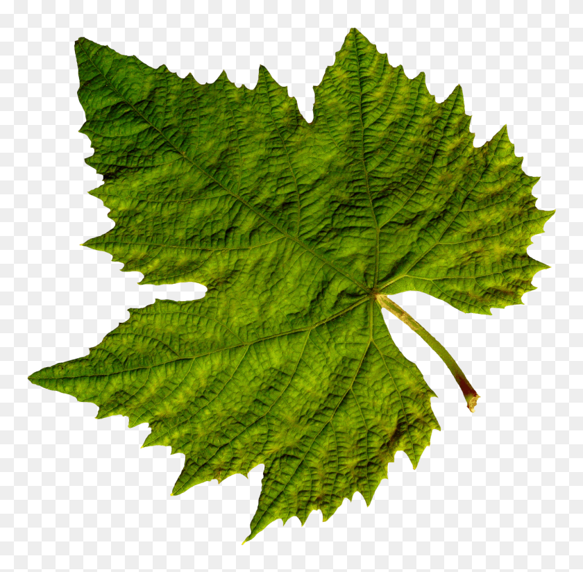 1280x1254 Isolated Green Leaf Transparent Png - Mint Leaves PNG