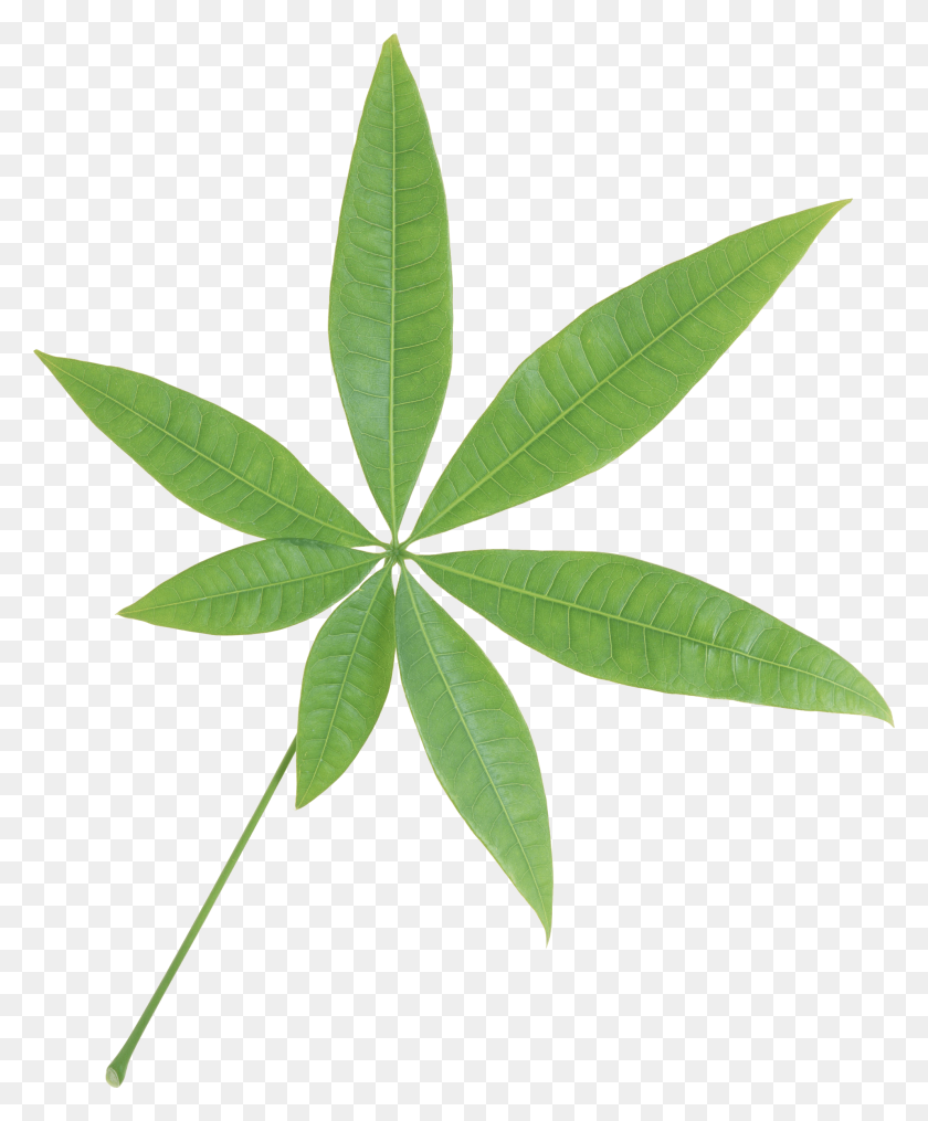 1985x2432 Isolated Star Green Leaf Transparent Png - PNG Leaf