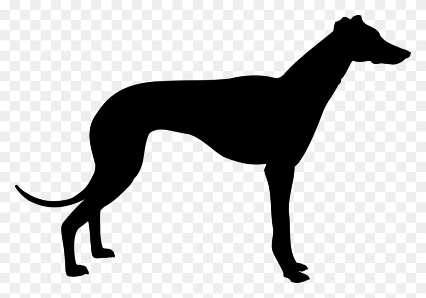 1105x750 Italian Greyhound Whippet Animal Silhouettes - Weimaraner Clipart