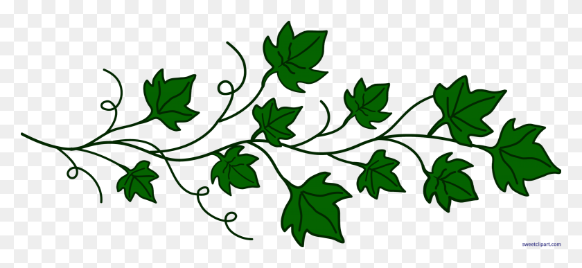 7000x2942 Ivy Clip Art - Ivy Leaf Clipart