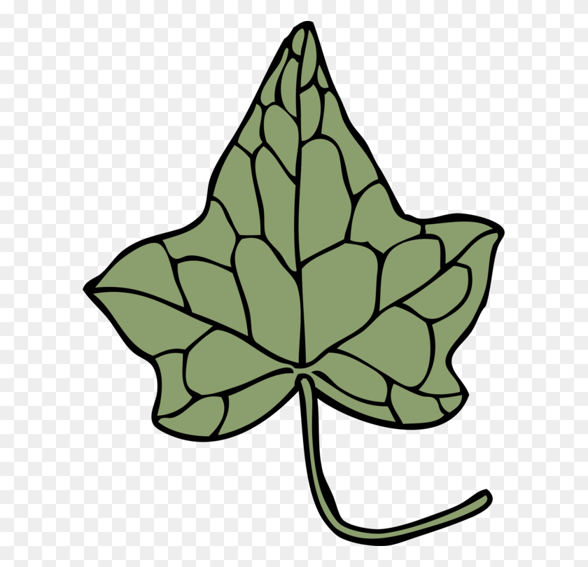 603x750 Ivy Drawing Leaf Vine Araliaceae - Ivy PNG