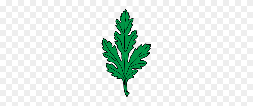 165x294 Ivy Leaf Green Chrysanthemum Clipart Png For Web - Ivy PNG
