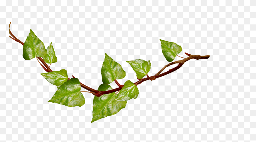 3600x1873 Ivy Transparent Png Pictures - Ivy PNG