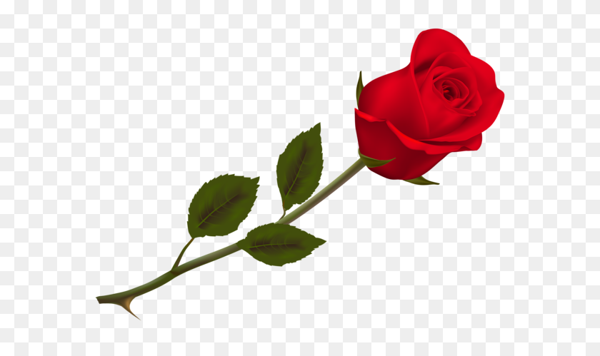 600x439 J Красные Розы, Роза - Один Цветок Png