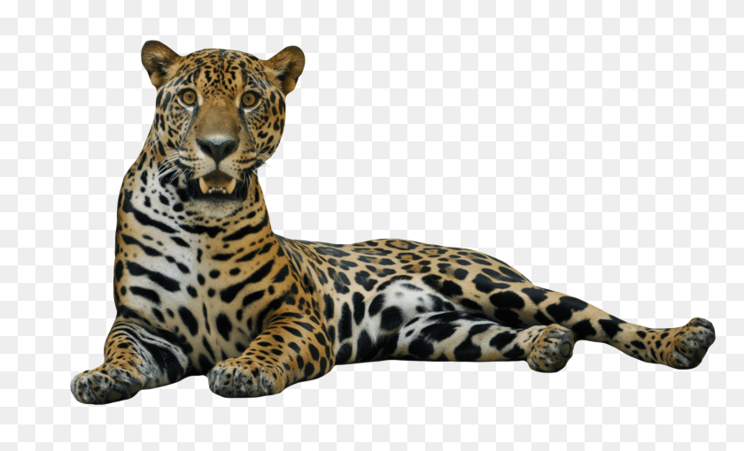 3000x1731 Jaguar Acostado Png / Leopardo Png