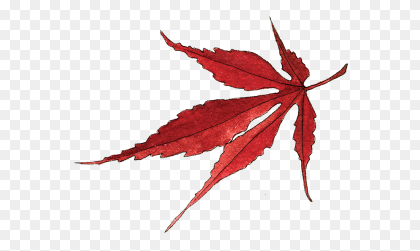 560x442 Japanese Designs Png Transparent - Japanese Maple PNG