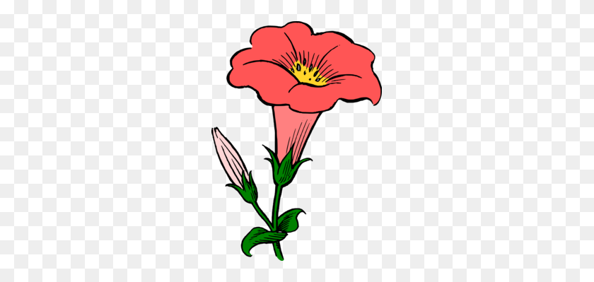 241x339 Japonés Morning Glory Dibujo Flor De Agua Libre De Espinacas - Regar Las Plantas De Imágenes Prediseñadas