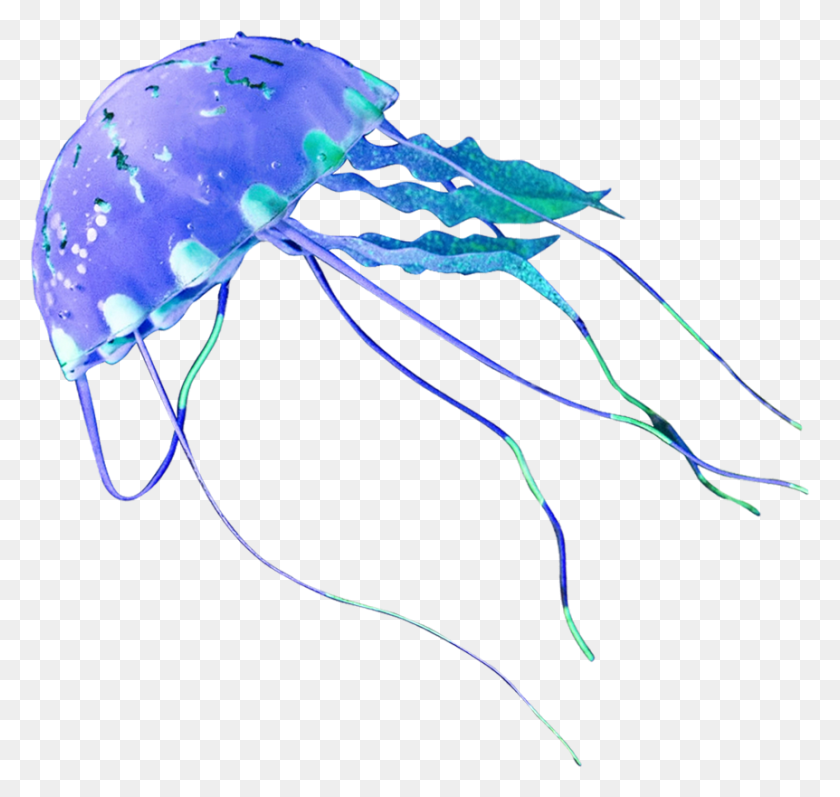 862x815 Jellyfish Png Images Free Download - Jellyfish PNG