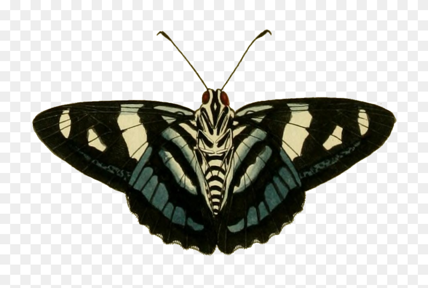 980x636 Jemadia Gnetus - Moth PNG