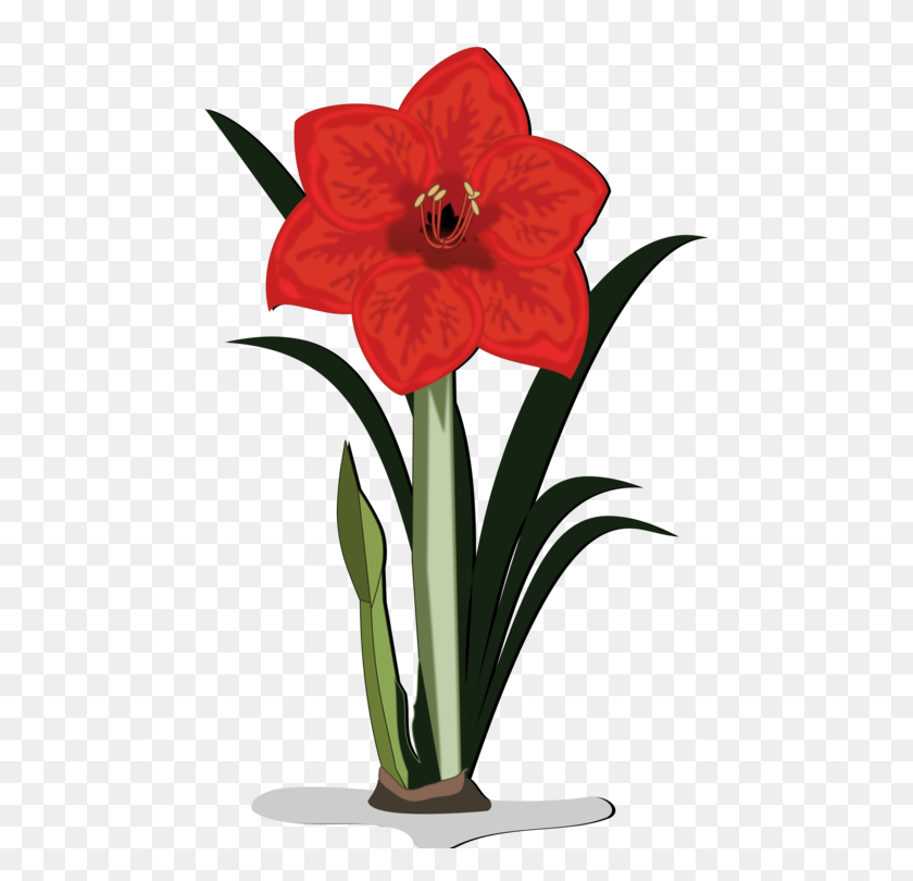 750x750 Jersey Lily Cut Flowers Amaryllis Bulb - Lily Clipart