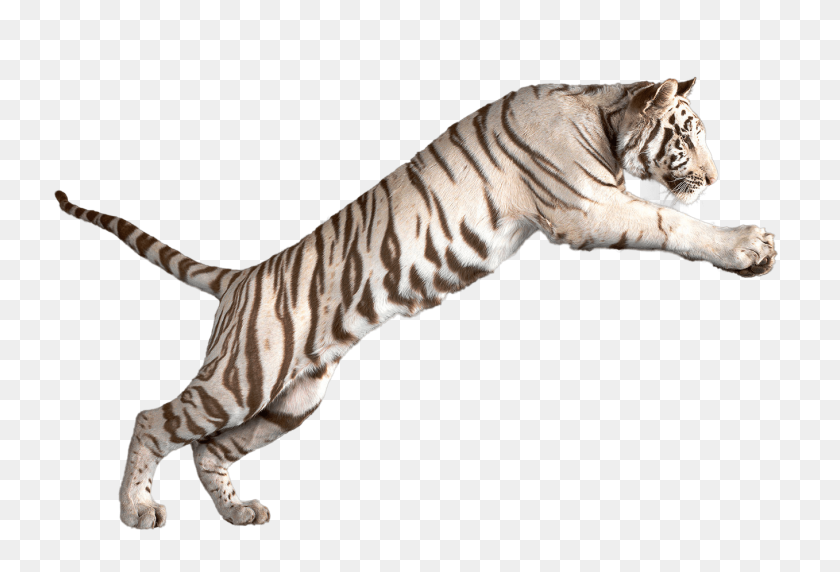 1358x892 Jumping White Tiger Transparent Png - White Tiger PNG