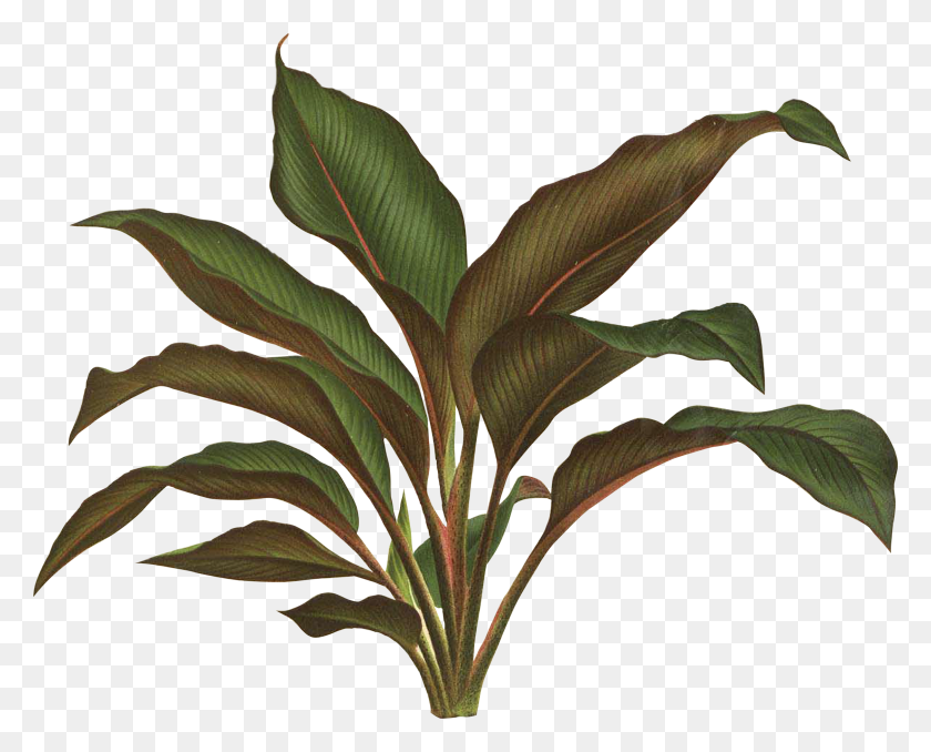 2248x1783 Джунгли Тропических Лесов Листьев Тропических Растений Векторное Изображение Маски Пальмы - Тропические Растения Png