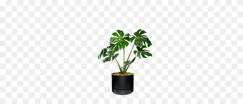 260x300 Jungle Vibes - Tropical Plant PNG